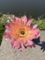 Preview: Echinopsis morgenrot
